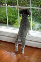 Picture of Schnoodle (Schnauzer cross Poodle) behind window