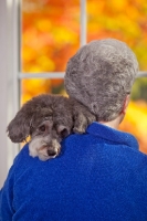 Picture of Schnoodle (Schnauzer cross Poodle) with owner
