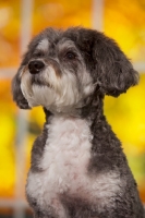 Picture of Schnoodle (Schnauzer cross Poodle)