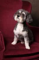 Picture of Schnoodle (Schnauzer cross Poodle)