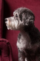 Picture of Schnoodle (Schnauzer cross Poodle)