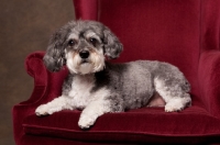 Picture of Schnoodle (Schnauzer cross Poodle) lying in chair