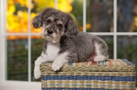 Picture of Schnoodle (Schnauzer cross Poodle) lying on basket