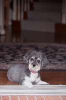 Picture of Schnoodle (Schnauzer cross Poodle) lying on threshold