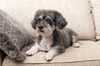 Picture of Schnoodle (Schnauzer cross Poodle) on couch