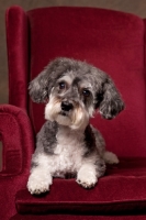 Picture of Schnoodle (Schnauzer cross Poodle) in chair