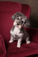 Picture of Schnoodle (Schnauzer cross Poodle) looking at camera