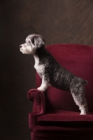 Picture of Schnoodle (Schnauzer cross Poodle) on chair