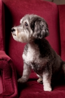 Picture of Schnoodle (Schnauzer cross Poodle) looking away