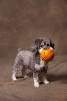 Picture of Schnoodle (Schnauzer cross Poodle) with ball