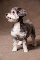 Picture of Schnoodle (Schnauzer cross Poodle)