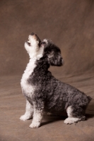 Picture of Schnoodle (Schnauzer cross Poodle) sitting in studio