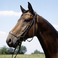 Picture of schwarm, westphalian warmblood gelding head study