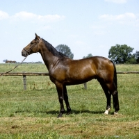 Picture of schwarm, westphalian warmblood gelding in germany