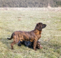 Picture of schweisshund with german spaniel lying behind