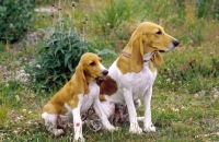 Picture of Schweizer Laufhund with puppy