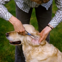 Picture of scissoring hair inside ear