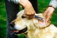Picture of scissoring hair of a golden retriever' ear