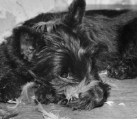 Picture of Scottie with feather on nose