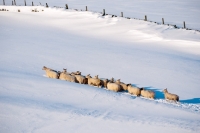 Picture of Scottish Blackface and Bluefaced Leicester ewes in winter