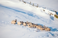 Picture of Scottish Blackface and Bluefaced Leicester ewes