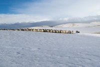 Picture of Scottish Blackface and Scotch Mule in snowy field