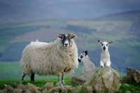 Picture of Scottish Blackface ewe & Scotch Mule lambs