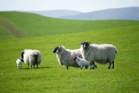 Picture of Scottish Blackface ewe and lamb