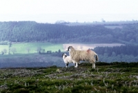Picture of scottish blackface ewe and lamb on yorkshire moors