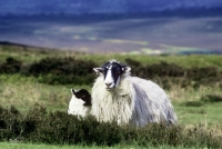 Picture of scottish blackface ewe and lamb on yorkshire moors