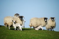 Picture of Scottish Blackface ewe and Scotch Mule lambs