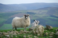 Picture of Scottish Blackface ewe and Scotch Mule lambs