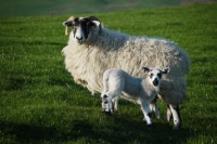 Picture of Scottish Blackface ewe and Scotch Mule lamb