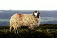 Picture of scottish blackface ewe on yorkshire moors