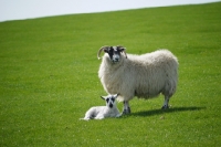 Picture of Scottish Blackface ewe with Scotch Mule lamb