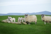 Picture of Scottish Blackface ewes and Scotch Mule lambs