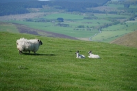 Picture of Scottish Blackface ewes and Scotch Mule lambs