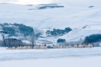 Picture of Scottish Blackface ewes in countryside