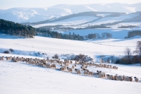 Picture of Scottish Blackface ewes in countryside