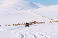 Picture of Scottish Blackface ewes in distance with farmer