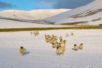 Picture of Scottish Blackface ewes in snowy field