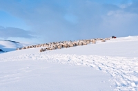 Picture of Scottish Blackface ewes in winter, standing in the distance