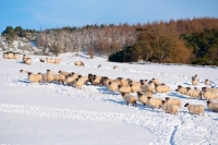 Picture of Scottish Blackface ewes