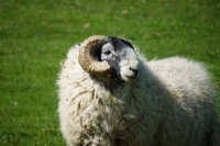 Picture of Scottish Blackface ram