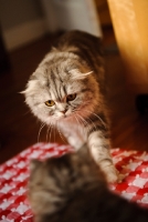 Picture of Scottish Fold cat approaching another. 