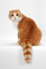 Picture of Scottish Fold cat back view, red mackerel tabby & white