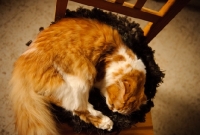 Picture of Scottish Fold cat curled up on chair. 