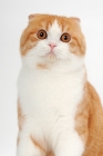 Picture of Scottish Fold cat looking at camera, red mackerel tabby & white