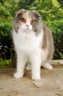 Picture of scottish fold cat looking at camera