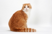 Picture of Scottish Fold cat looking back, red mackerel tabby & white